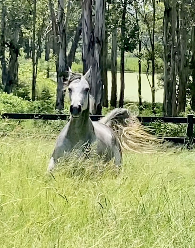 Sejanne Horse pic